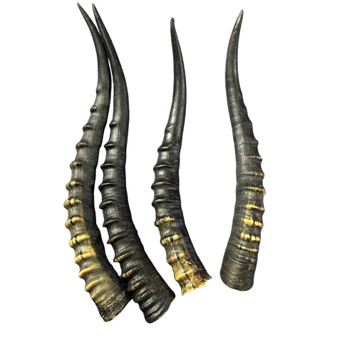 Female Blesbok Horns – 14" Real Antelope Horns for Crafts & Costumes