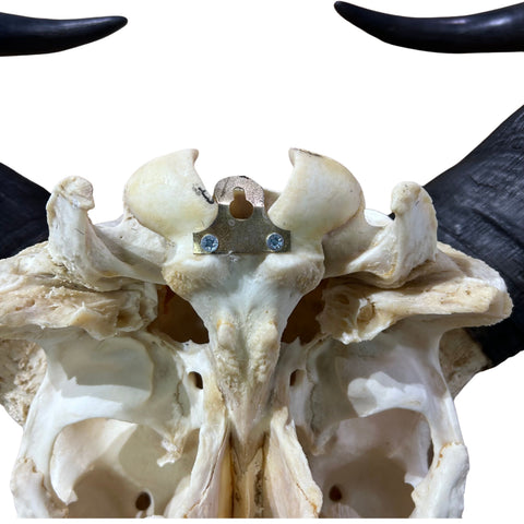 Real Cape Buffalo Skull - 28WX24LX9H Huge African Buffalo Skull