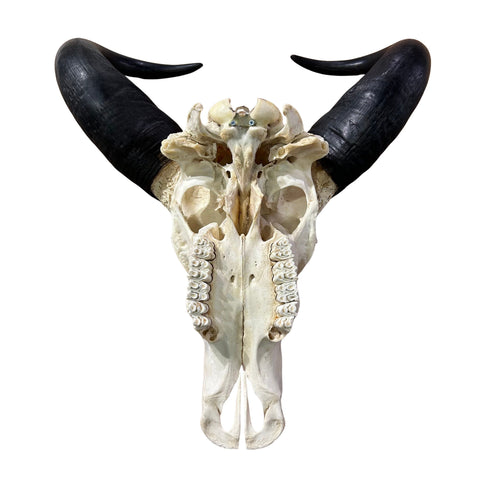 Real Cape Buffalo Skull - 28WX24LX9H Huge African Buffalo Skull