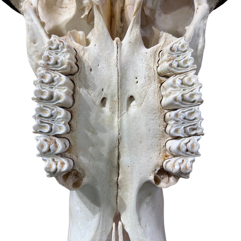 Real Cape Buffalo Skull - 28WX24LX9H Huge African Buffalo Skull