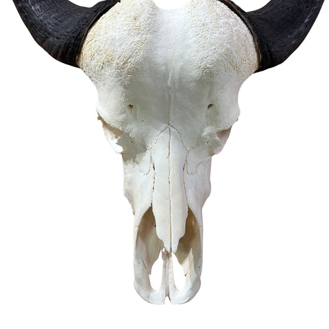 Real Cape Buffalo Skull - 28WX24LX9H Huge African Buffalo Skull