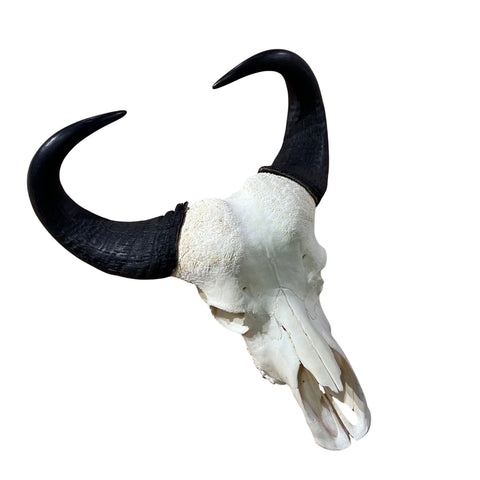 Real Cape Buffalo Skull - 28WX24LX9H Huge African Buffalo Skull