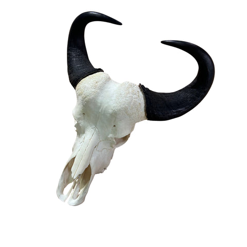 Real Cape Buffalo Skull - 28WX24LX9H Huge African Buffalo Skull
