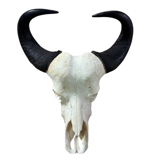 Real Cape Buffalo Skull - 28WX24LX9H Huge African Buffalo Skull