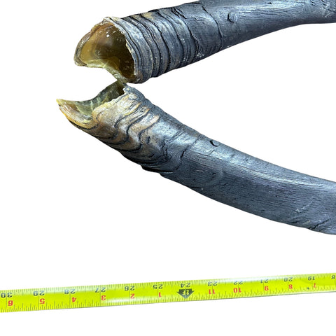 Real Female Eland Horn Set (2 horns/left and right) - Male Eland Horn Set - Arts and Crafts Horns Antlers 28" long measured straight