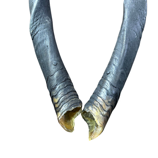 Real Female Eland Horn Set (2 horns/left and right) - Male Eland Horn Set - Arts and Crafts Horns Antlers 28" long measured straight