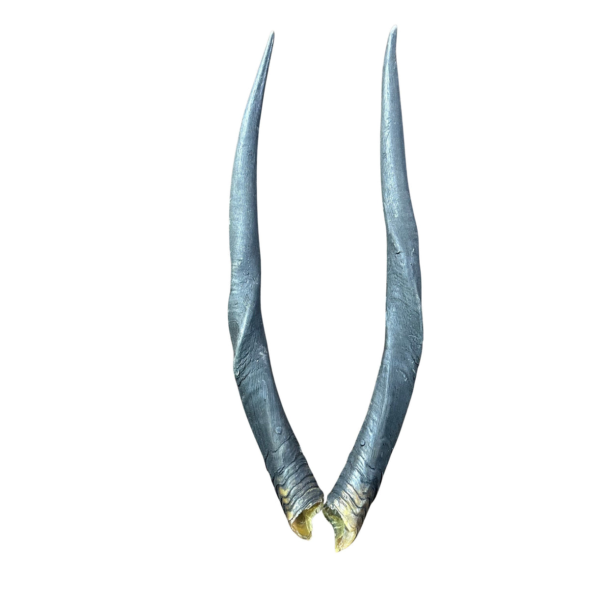 Real Female Eland Horn Set (2 horns/left and right) - Male Eland Horn Set - Arts and Crafts Horns Antlers 28" long measured straight