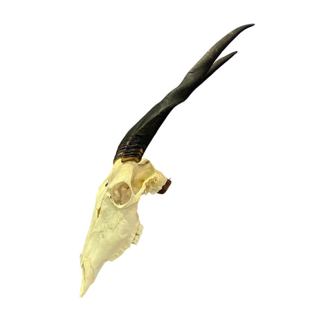 Female Eland Skull - Real Antelope Skull - Approximate Size: 45LX12WX8”D Real Wall Art Skull for Man Cave Genuine Taxidermy Mount