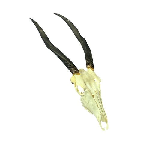 Female Eland Skull - Real Antelope Skull - Approximate Size: 45LX12WX8”D Real Wall Art Skull for Man Cave Genuine Taxidermy Mount
