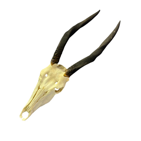 Female Eland Skull - Real Antelope Skull - Approximate Size: 45LX12WX8”D Real Wall Art Skull for Man Cave Genuine Taxidermy Mount