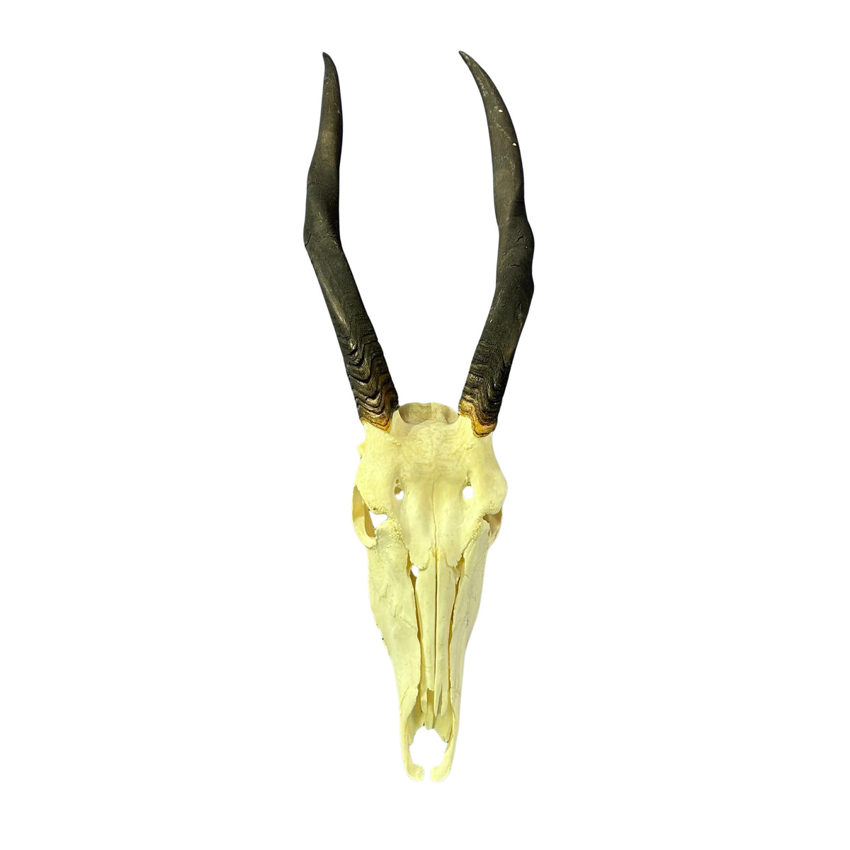 Female Eland Skull - Real Antelope Skull - Approximate Size: 45LX12WX8”D Real Wall Art Skull for Man Cave Genuine Taxidermy Mount