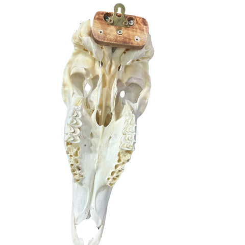 Female Eland Skull - Real Antelope Skull - Approximate Size: 45LX12WX8”D Real Wall Art Skull for Man Cave Genuine Taxidermy Mount