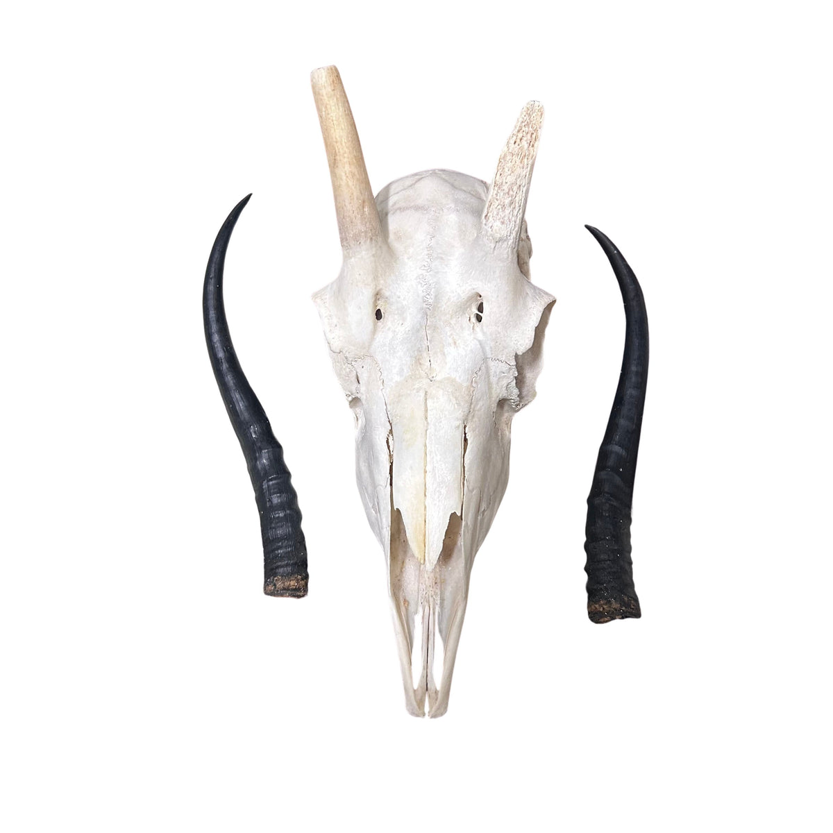 Female Springbok Skull - Real Deer Skull Wall Art Real Horns Antlers Taxidermy - Approximate Size: 14LX4.5WX8.5D", EXACT ONE