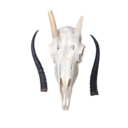 Female Springbok Skull - Real Deer Skull Wall Art Real Horns Antlers Taxidermy - Approximate Size: 14LX4.5WX8.5D", EXACT ONE