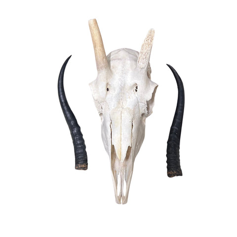Female Springbok Skull - Real Deer Skull Wall Art Real Horns Antlers Taxidermy - Approximate Size: 14LX4.5WX8.5D", EXACT ONE