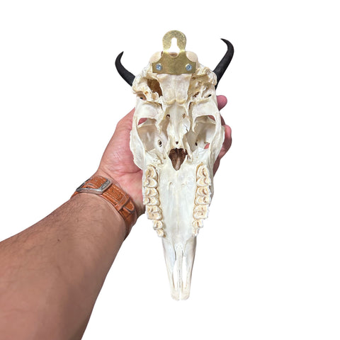 Female Springbok Skull - Real Deer Skull Wall Art Real Horns Antlers Taxidermy - Approximate Size: 14LX4.5WX8.5D", EXACT ONE
