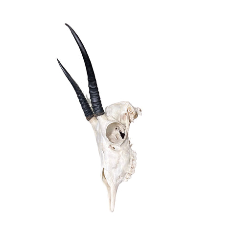Female Springbok Skull - Real Deer Skull Wall Art Real Horns Antlers Taxidermy - Approximate Size: 14LX4.5WX8.5D", EXACT ONE