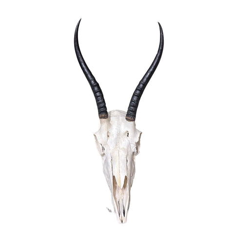 Female Springbok Skull - Real Deer Skull Wall Art Real Horns Antlers Taxidermy - Approximate Size: 14LX4.5WX8.5D", EXACT ONE