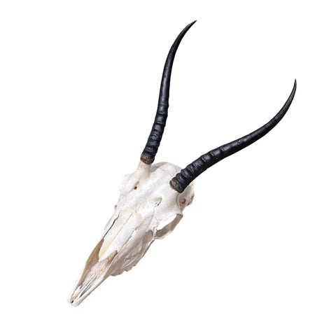 Female Springbok Skull - Real Deer Skull Wall Art Real Horns Antlers Taxidermy - Approximate Size: 14LX4.5WX8.5D", EXACT ONE