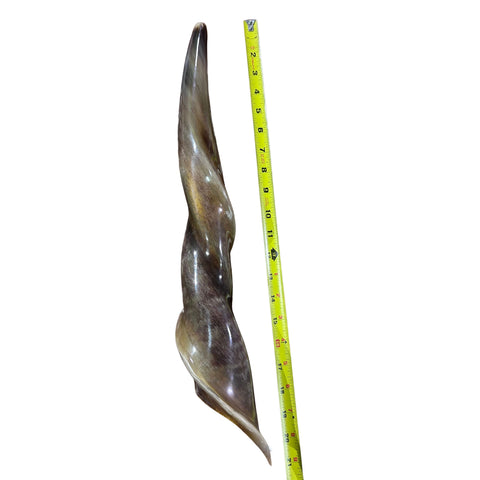 Eland Yemenite Shofar - Genuine Antelope Horn - Around 21" long - Judaica Trumpet Kosher-made Eland antelope horn shofar Eland Horn Trumpet