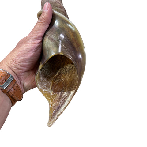 Eland Yemenite Shofar - Genuine Antelope Horn - Around 21" long - Judaica Trumpet Kosher-made Eland antelope horn shofar Eland Horn Trumpet