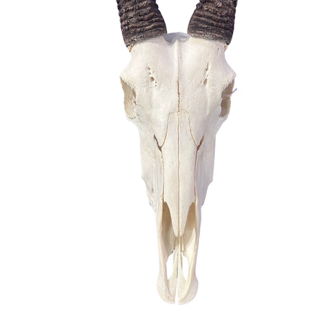 Real Oryx Skull African Wall Art Skull Taxidermy Man Gift Trophy Size Gemsbok Skull 34" horns Wall Art Antelope Skull Taxidermy for Man Cave