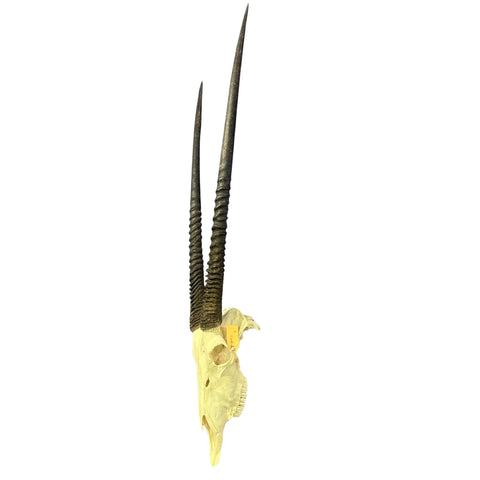 Real Oryx Skull African Wall Art Skull Taxidermy Man Gift Trophy Size Gemsbok Skull 34" horns Wall Art Antelope Skull Taxidermy for Man Cave