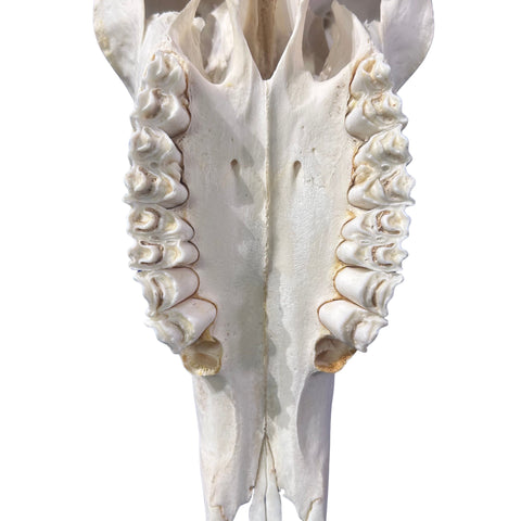 Real Oryx Skull African Wall Art Skull Taxidermy Man Gift Trophy Size Gemsbok Skull 34" horns Wall Art Antelope Skull Taxidermy for Man Cave