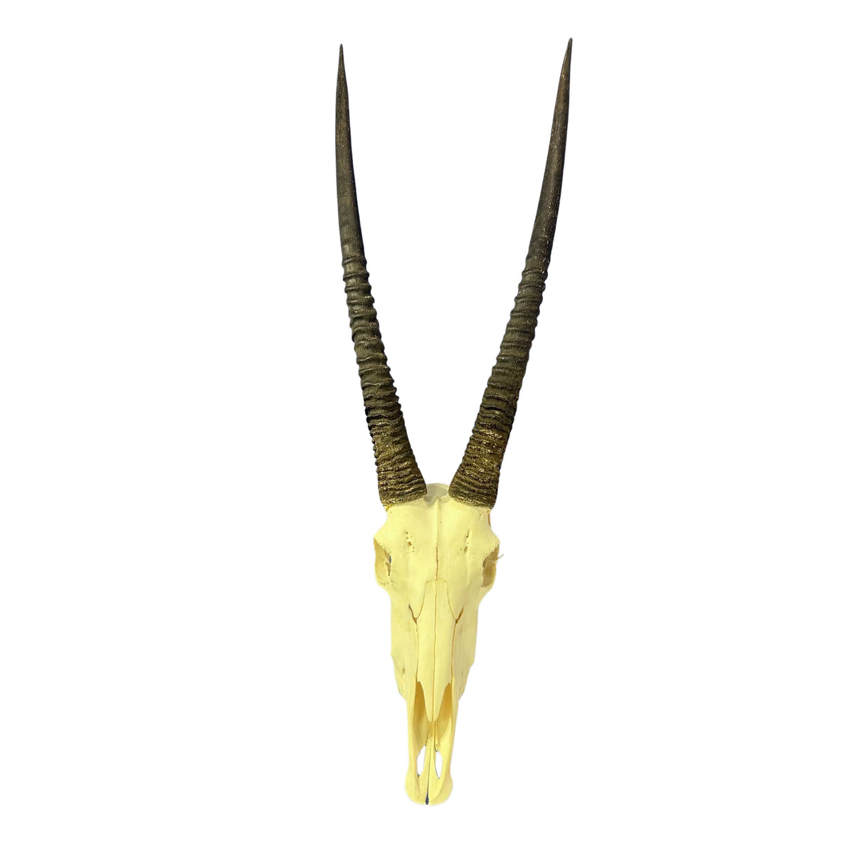 Real Oryx Skull African Wall Art Skull Taxidermy Man Gift Trophy Size Gemsbok Skull 34" horns Wall Art Antelope Skull Taxidermy for Man Cave
