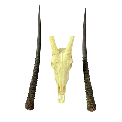 Real Oryx Skull African Wall Art Skull Taxidermy Man Gift Trophy Size Gemsbok Skull 34" horns Wall Art Antelope Skull Taxidermy for Man Cave