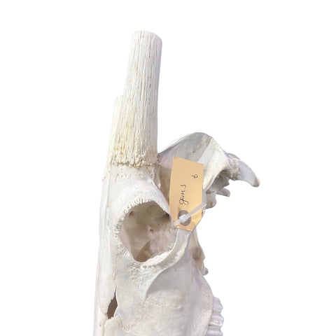 Real Oryx Skull African Wall Art Skull Taxidermy Man Gift Trophy Size Gemsbok Skull 34" horns Wall Art Antelope Skull Taxidermy for Man Cave