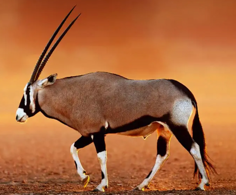 1 Natural Gemsbok Horn, Oiled Oryx Horn Average Size: 35 inches long