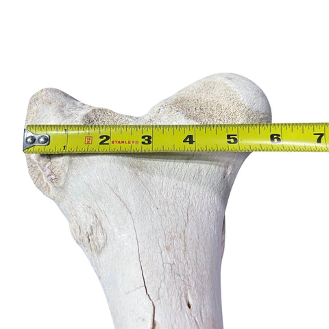 Real Giraffe Leg Bone About 22" long