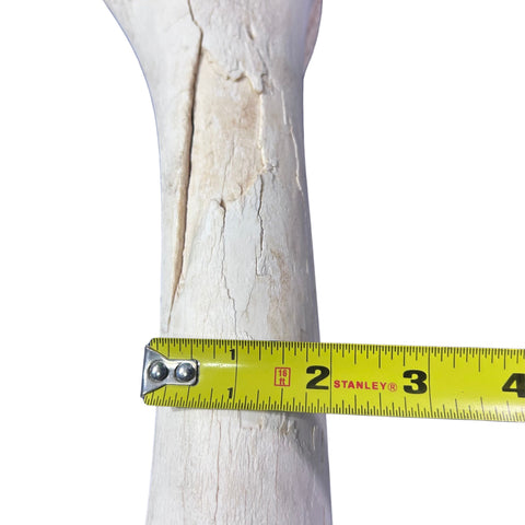 Real Giraffe Leg Bone About 22" long