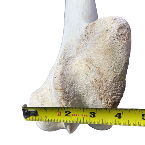 Real Giraffe Leg Bone About 22" long