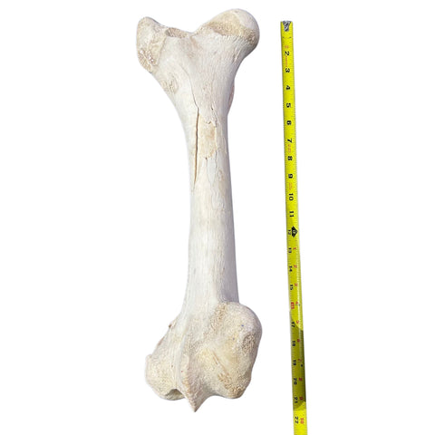 Real Giraffe Leg Bone About 22" long