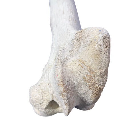 Real Giraffe Leg Bone About 22" long