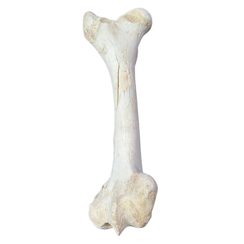 Real Giraffe Leg Bone About 22" long
