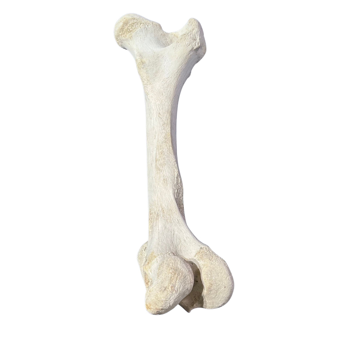 Real Giraffe Leg Bone About 22" long