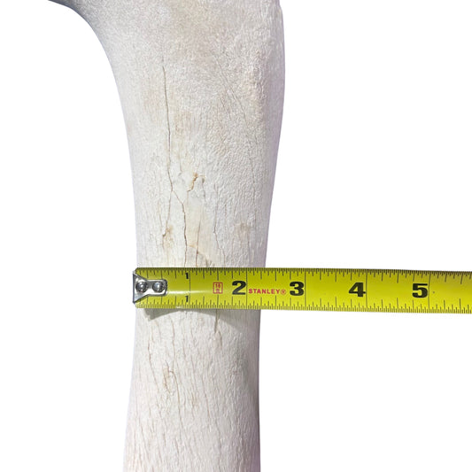 Real Giraffe Leg Bone About 18" long - Genuine Giraffe Femur