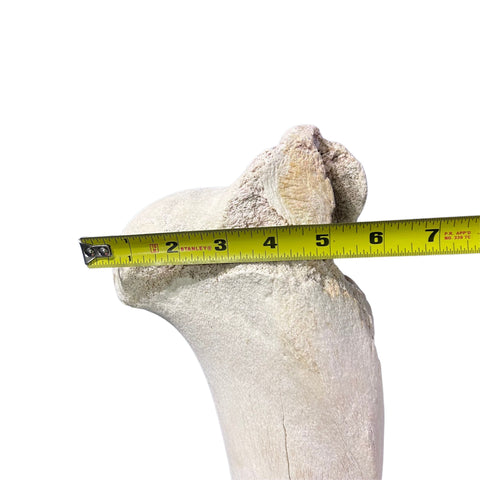 Real Giraffe Leg Bone About 18" long - Genuine Giraffe Femur