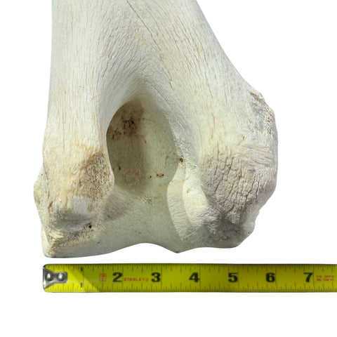 Real Giraffe Leg Bone About 18" long - Genuine Giraffe Femur