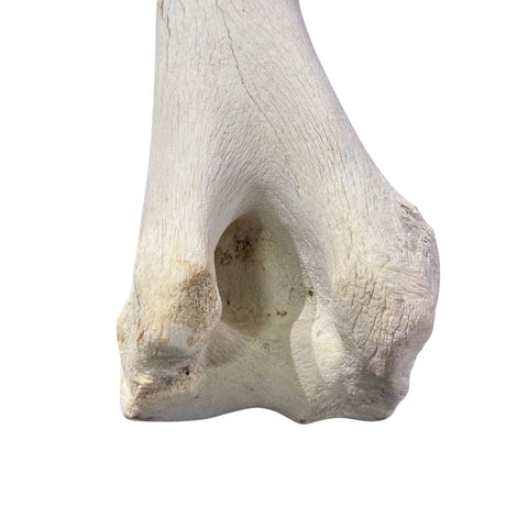Real Giraffe Leg Bone About 18" long - Genuine Giraffe Femur