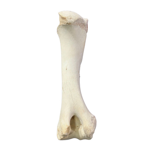 Real Giraffe Leg Bone About 18" long - Genuine Giraffe Femur