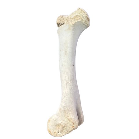 Real Giraffe Leg Bone About 18" long - Genuine Giraffe Femur
