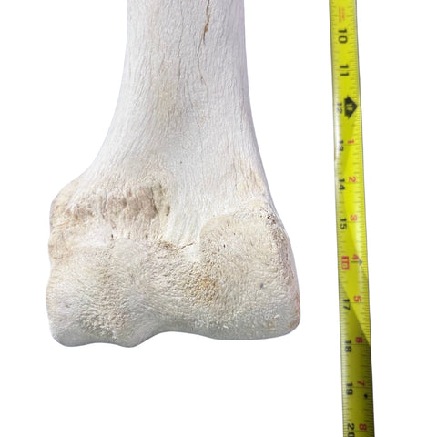 Real Giraffe Leg Bone About 18" long - Genuine Giraffe Femur