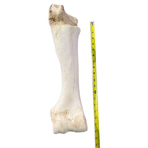 Real Giraffe Leg Bone About 18" long - Genuine Giraffe Femur