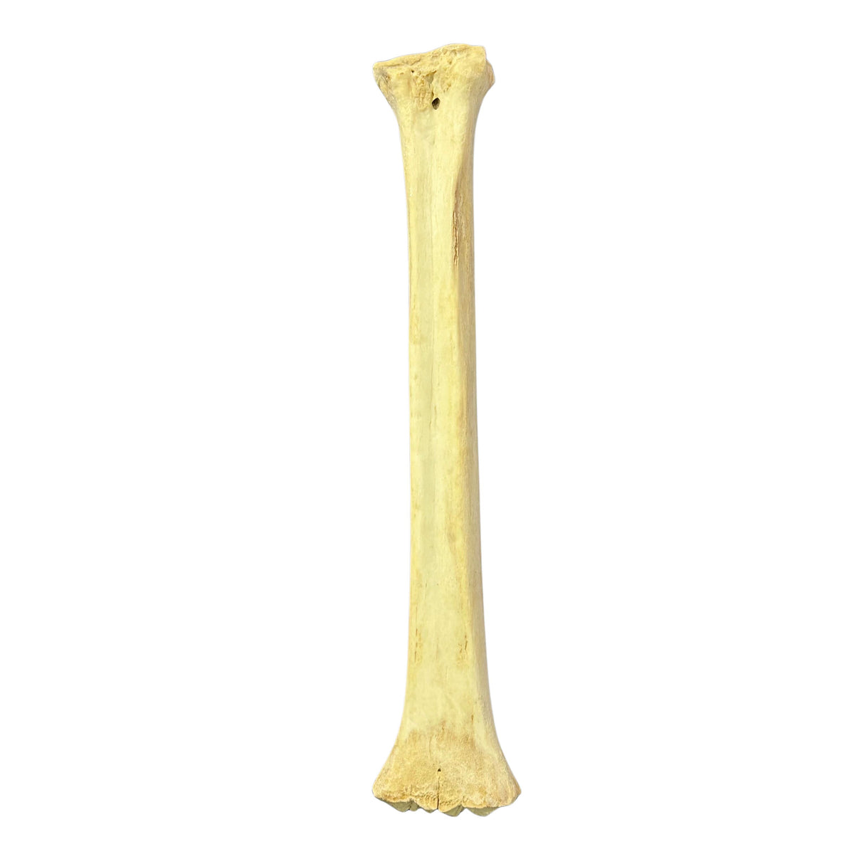 Real Giraffe Leg Bone About 28" long - Natural Giraffe Leg Bone