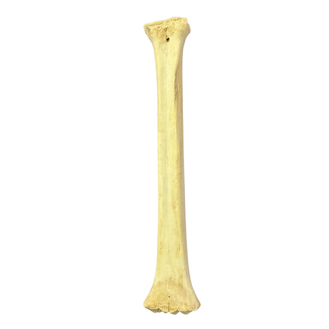 Real Giraffe Leg Bone About 28" long - Natural Giraffe Leg Bone
