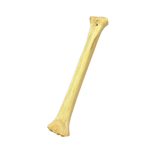 Real Giraffe Leg Bone About 28" long - Natural Giraffe Leg Bone